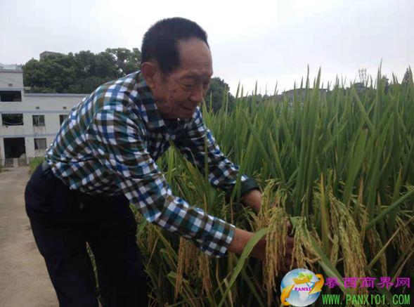湖南雜交水稻研究中心研究員 辛業(yè)蕓 圖